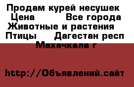 Продам курей несушек › Цена ­ 350 - Все города Животные и растения » Птицы   . Дагестан респ.,Махачкала г.